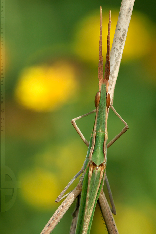 Giant Green Slantface