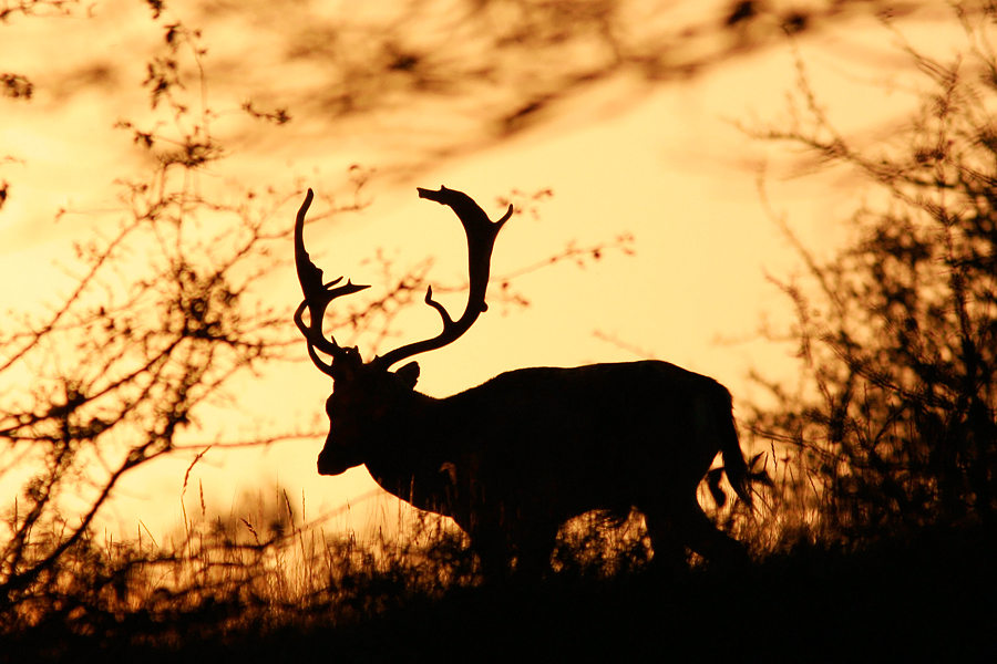 Deer at Dusk