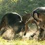 Deer Duel