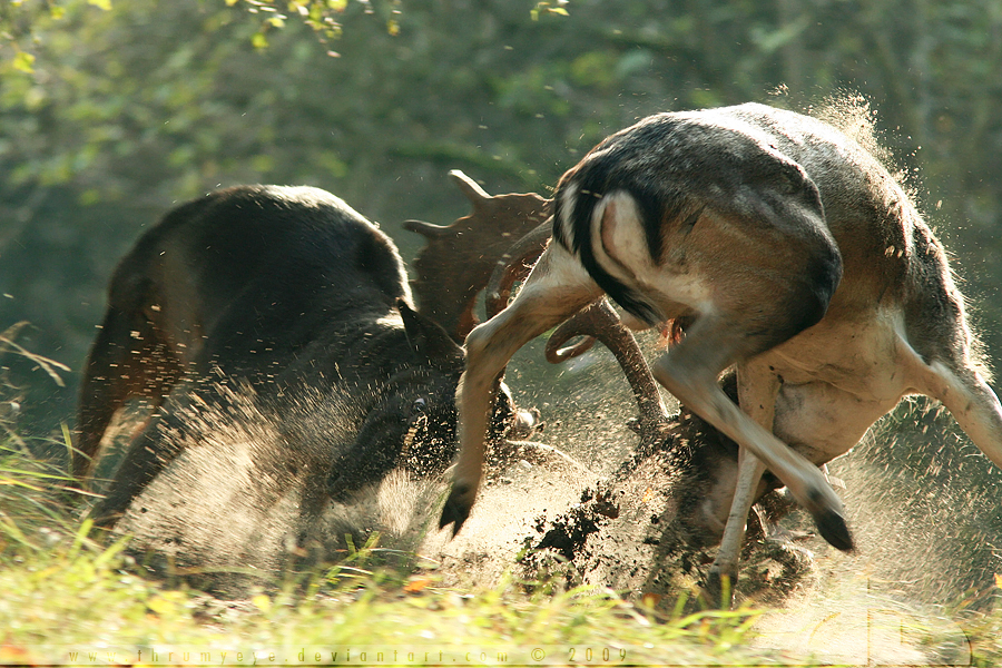 Deer Duel