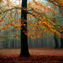 Foggy Forest