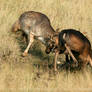 Deer Duel II