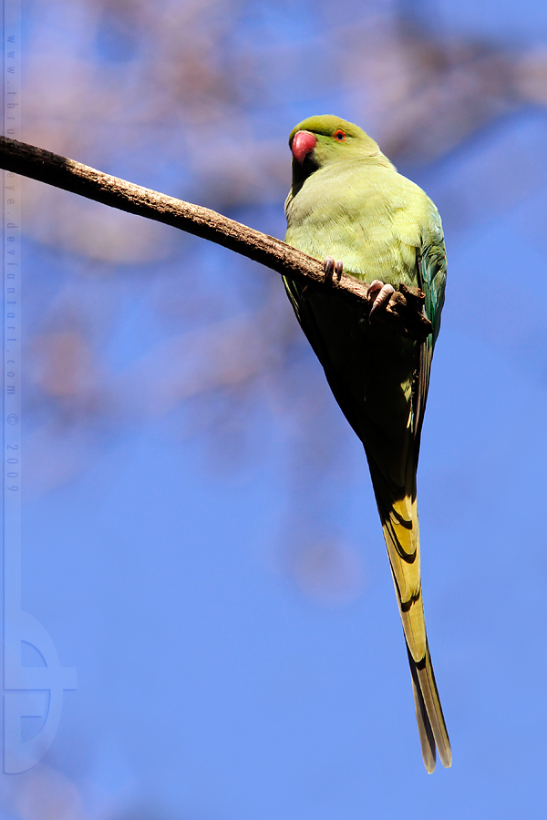 Bird in Balance