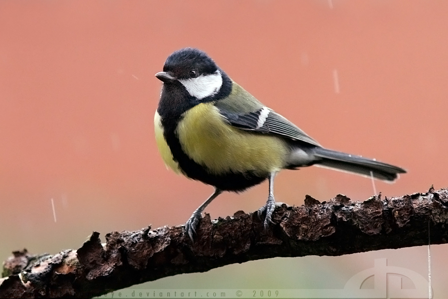 Wet Tit