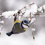 WinterTit