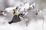 WinterTit by thrumyeye