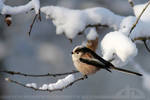 SnowTit by thrumyeye