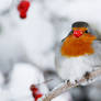 Rudolph the Rednose Robin