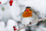 Rudolph the Rednose Robin by thrumyeye