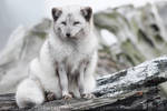 SnowFox. by thrumyeye