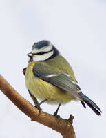 Parus caeruleus