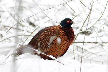 Colours in the Snow