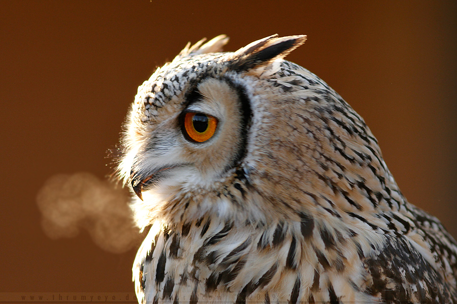 Smoking Owl