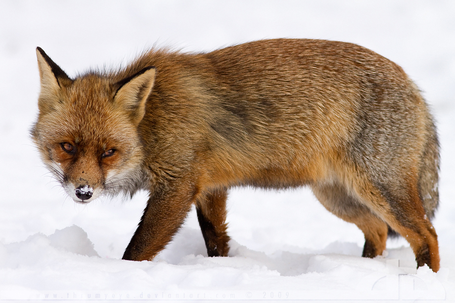 Shy Fox by thrumyeye on DeviantArt
