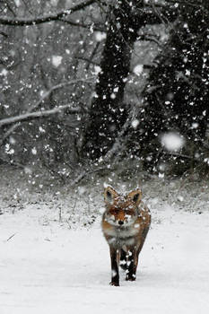 Fox in a Snowstorm