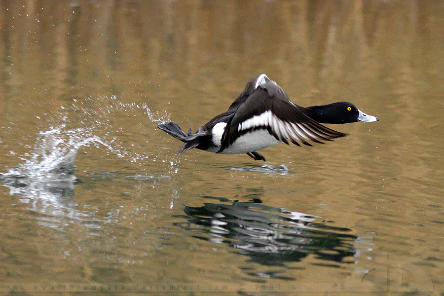 Running Duck