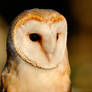 Owl in EveningLight