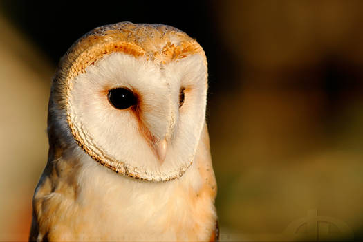 Owl in EveningLight