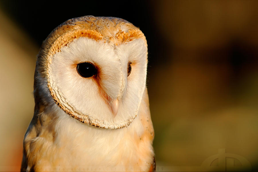 Owl in EveningLight by thrumyeye