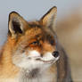 The Smiling Fox