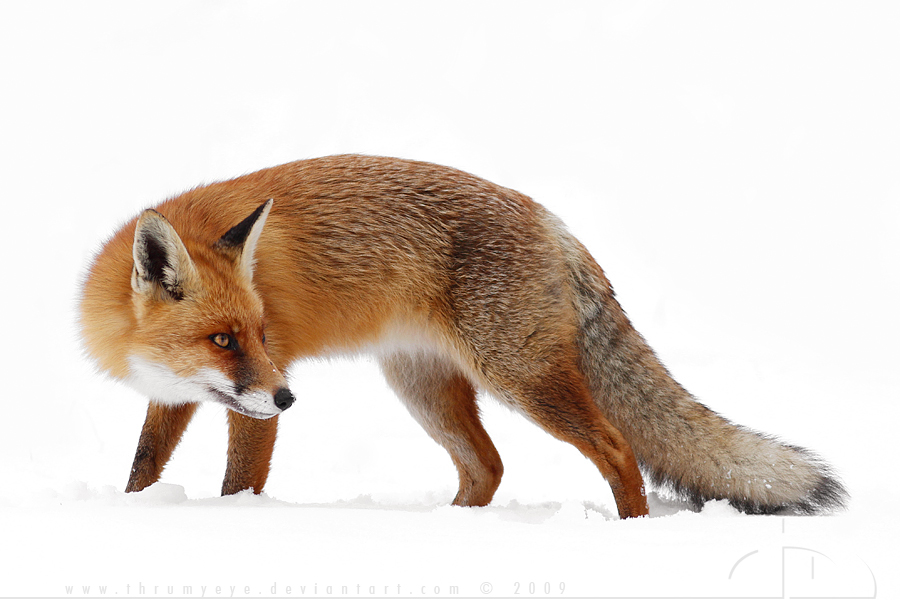 High Key Foxy