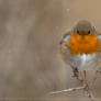 Snowy Days....