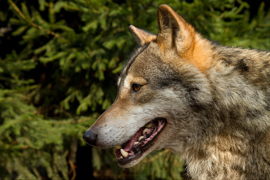 Hugging with Wolves by thrumyeye on DeviantArt