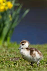 The Gosling and the Flower