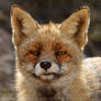 Funny Fox Face