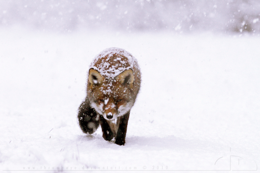 Frozen Fox