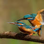 LoveBirds.