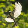 Backlit Tit