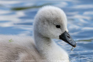 Dripping Swan