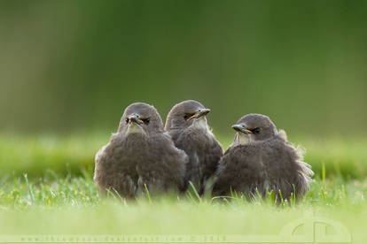 The Three Bandits