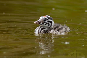 Little Great Crested Grebe