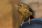 Birds on Wheels by thrumyeye