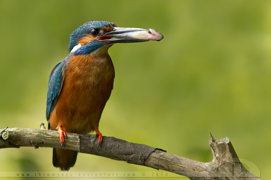 King of the Fishers