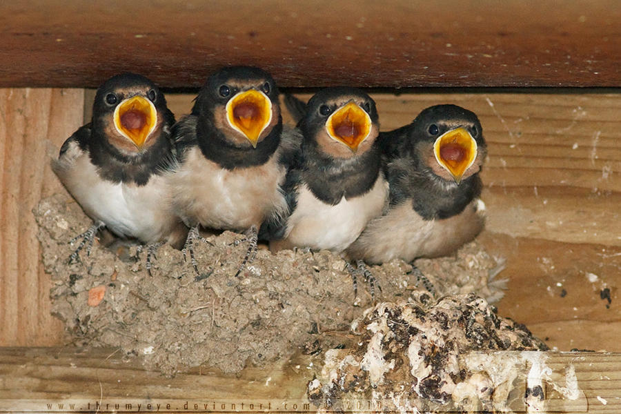 The Four Tenors