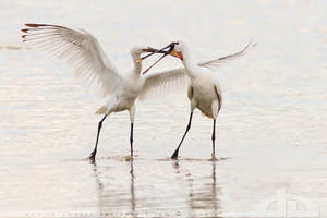 The Spoonbill Show