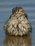 Soaked Sparrow by thrumyeye