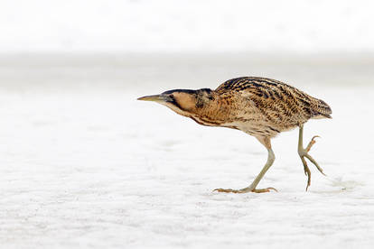 The Bittern and the Cold