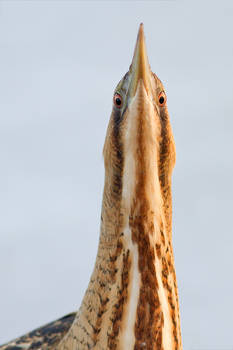 What bittern, Where...?