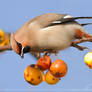 WaxWing Feast