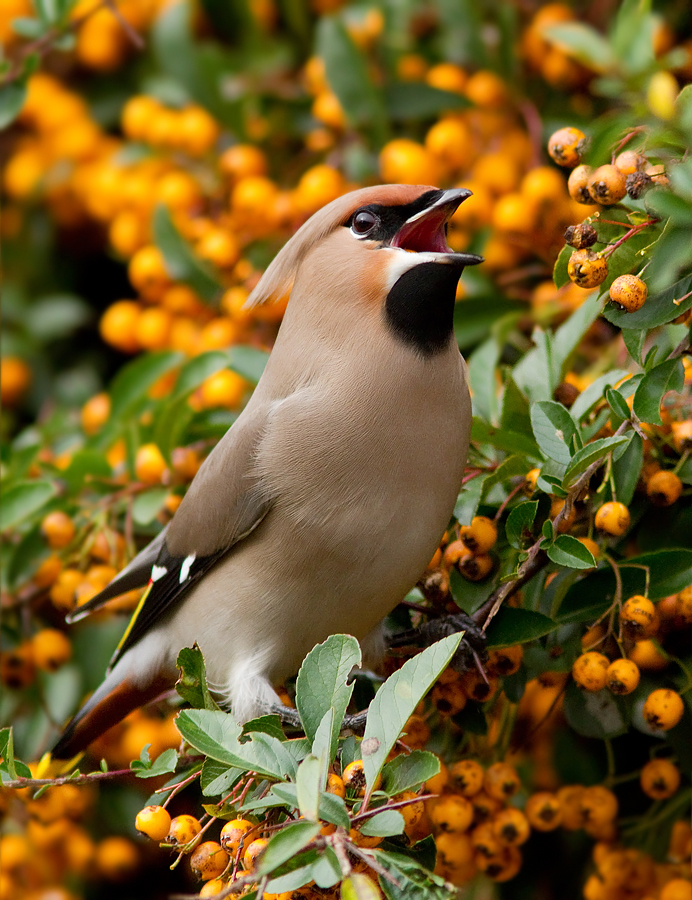 Waxwing Wealth