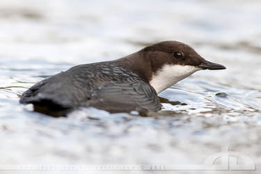 Swimming Dipper