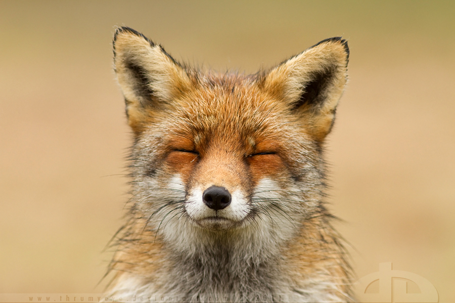 Zen Fox