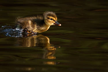 High Speed Ducky