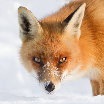 Bye Bye Beautiful Winter by thrumyeye