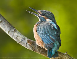 Baby Kingfisher