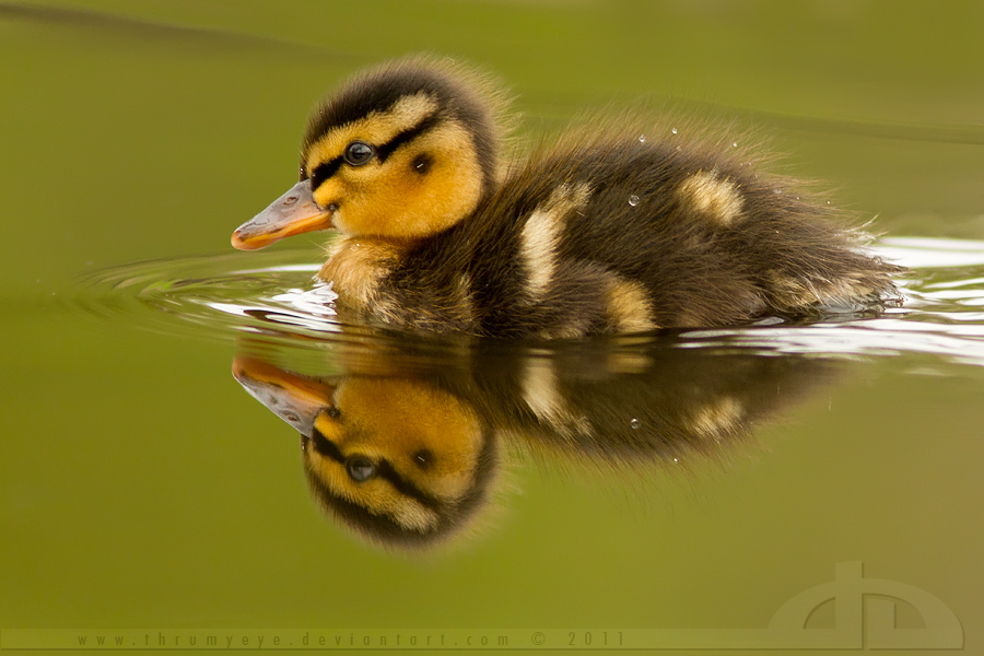 Double Cuteness